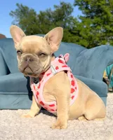 Kansas, a female French Bulldog for sale in Jacksboro, TX – 3 of 5