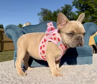 Kansas, a female French Bulldog for sale in Jacksboro, TX – 1 of 5