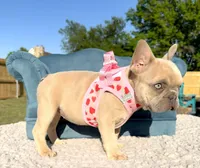 Kansas, a female French Bulldog for sale in Jacksboro, TX – 5 of 5