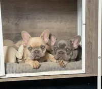 Kansas, a female French Bulldog for sale in Jacksboro, TX – 4 of 5