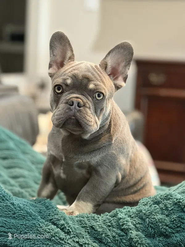 Travis – French Bulldog puppy for sale in Jacksboro, TX