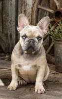 Kansas, a female French Bulldog for sale in Jacksboro, TX – 1 of 9
