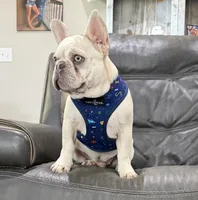 Bear, a male French Bulldog for sale in Jacksboro, TX – 8 of 8