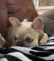 Kansas, a female French Bulldog for sale in Jacksboro, TX – 9 of 9