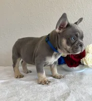 Dean, a male French Bulldog for sale in Jacksboro, TX – 2 of 6