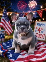 Dean, a male French Bulldog for sale in Jacksboro, TX – 5 of 6