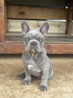 Sam, a male French Bulldog for sale in Jacksboro, TX – 4 of 9