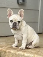 Bear, a male French Bulldog for sale in Jacksboro, TX – 2 of 8