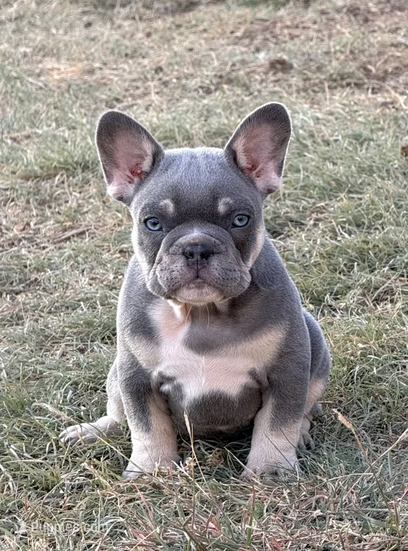 Dean – French Bulldog puppy for sale in Jacksboro, TX