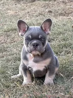Dean, a male French Bulldog for sale in Jacksboro, TX – 1 of 6