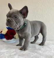 Sam, a male French Bulldog for sale in Jacksboro, TX – 6 of 9