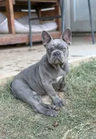 Sam, a male French Bulldog for sale in Jacksboro, TX – 3 of 9