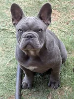 Sam, a male French Bulldog for sale in Jacksboro, TX – 8 of 9
