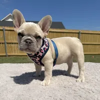Dora, a female French Bulldog for sale in Jacksboro, TX – 4 of 4