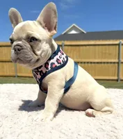Dora, a female French Bulldog for sale in Jacksboro, TX – 2 of 4