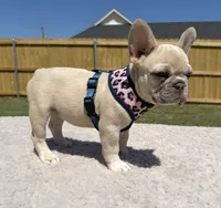 Dora, a female French Bulldog for sale in Jacksboro, TX – 3 of 4