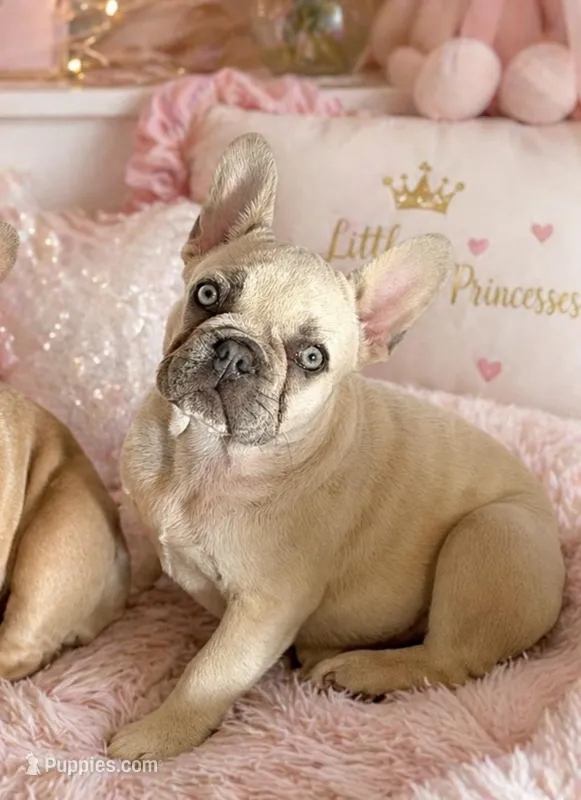 Dora – French Bulldog puppy for sale in Jacksboro, TX