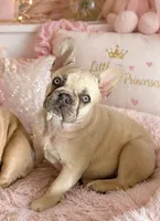 Dora, a female French Bulldog for sale in Jacksboro, TX – 1 of 4
