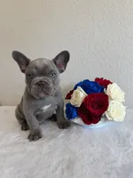 Sam, a male French Bulldog for sale in Jacksboro, TX – 7 of 9