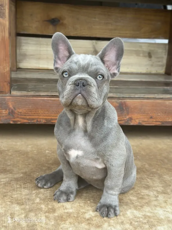 Sam – French Bulldog puppy for sale in Jacksboro, TX