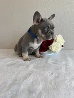 Dean, a male French Bulldog for sale in Jacksboro, TX – 6 of 6