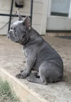 Sam, a male French Bulldog for sale in Jacksboro, TX – 2 of 9