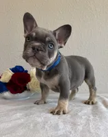 Dean, a male French Bulldog for sale in Jacksboro, TX – 4 of 6