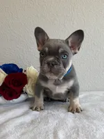 Dean, a male French Bulldog for sale in Jacksboro, TX – 3 of 6