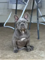Sam, a male French Bulldog for sale in Jacksboro, TX – 5 of 9