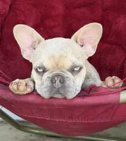 Kansas, a female French Bulldog for sale in Jacksboro, TX – 7 of 9