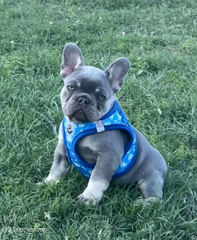 Travis, a male French Bulldog for sale in Jacksboro, TX – Photo 1 of 6