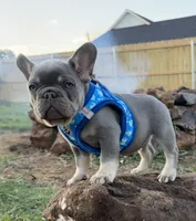 Travis, a male French Bulldog for sale in Jacksboro, TX – Photo 2 of 6