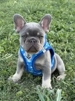 Travis, a male French Bulldog for sale in Jacksboro, TX – Photo 6 of 6