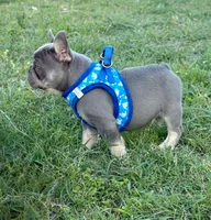 Travis, a male French Bulldog for sale in Jacksboro, TX – Photo 4 of 6