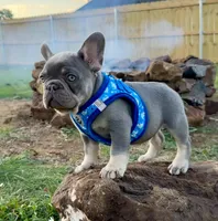 Travis, a male French Bulldog for sale in Jacksboro, TX – Photo 5 of 6