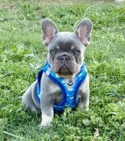 Travis, a male French Bulldog for sale in Jacksboro, TX – Photo 3 of 6