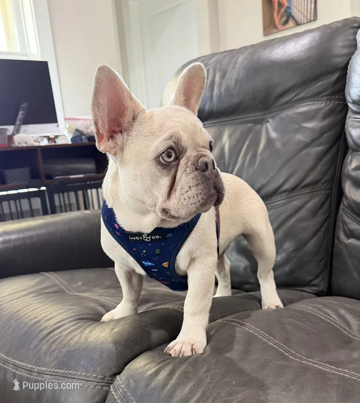 Bear – French Bulldog puppy for sale in Jacksboro, TX