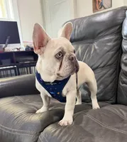 Bear, a male French Bulldog for sale in Jacksboro, TX – 1 of 8