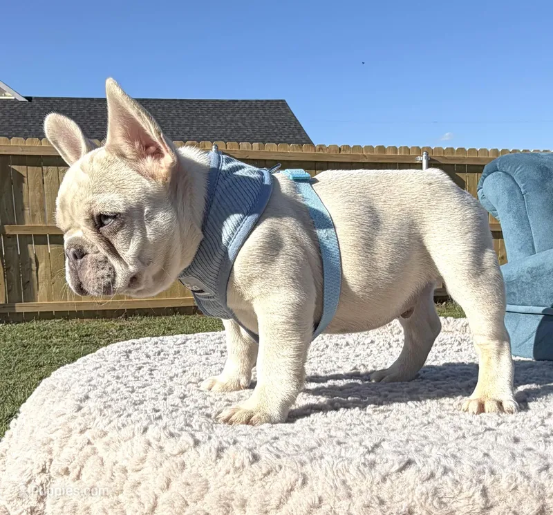 Bear – French Bulldog puppy for sale in Jacksboro, TX