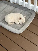 Bear, a male French Bulldog for sale in Jacksboro, TX – 2 of 4
