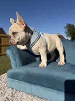 Bear, a male French Bulldog for sale in Jacksboro, TX – 4 of 4