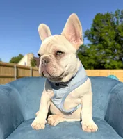 Bear, a male French Bulldog for sale in Jacksboro, TX – 3 of 4
