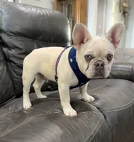 Bear, a male French Bulldog for sale in Jacksboro, TX – 7 of 8