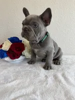Sam, a male French Bulldog for sale in Jacksboro, TX – 9 of 9