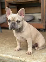 Kansas, a female French Bulldog for sale in Jacksboro, TX – 1 of 10