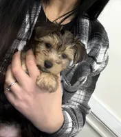 Teddy, a male Yorkshire Terrier for sale in Rootstown, OH – Photo 2 of 9