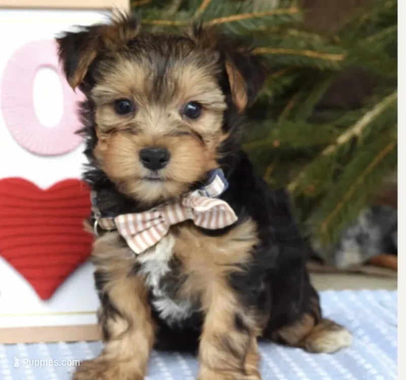 Teddy – Yorkshire Terrier puppy for sale in Rootstown, OH