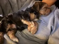 Teddy, a male Yorkshire Terrier for sale in Rootstown, OH – Photo 5 of 9