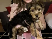 Teddy, a male Yorkshire Terrier for sale in Rootstown, OH – Photo 3 of 9