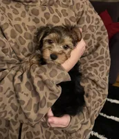 Teddy, a male Yorkshire Terrier for sale in Rootstown, OH – Photo 4 of 9